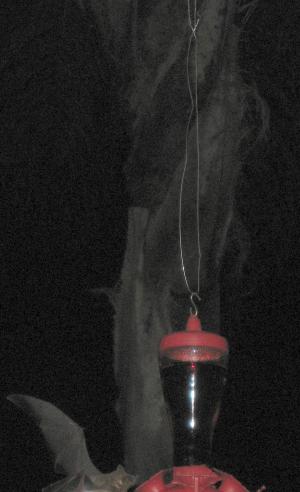 A bat feasting on my hummingbird feeder