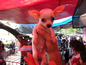 a chihuahua puppy for sale at the Guadalajara pet tiangi